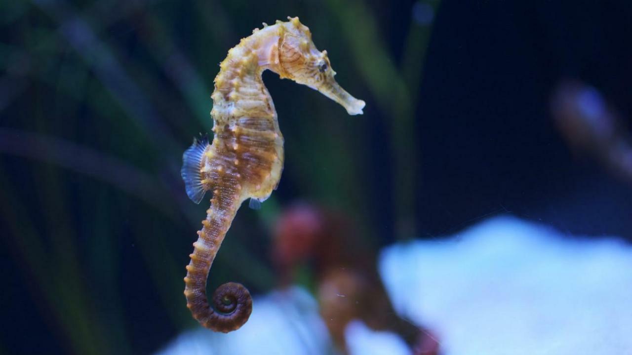 L'Hippocampe Apartman Sète Kültér fotó
